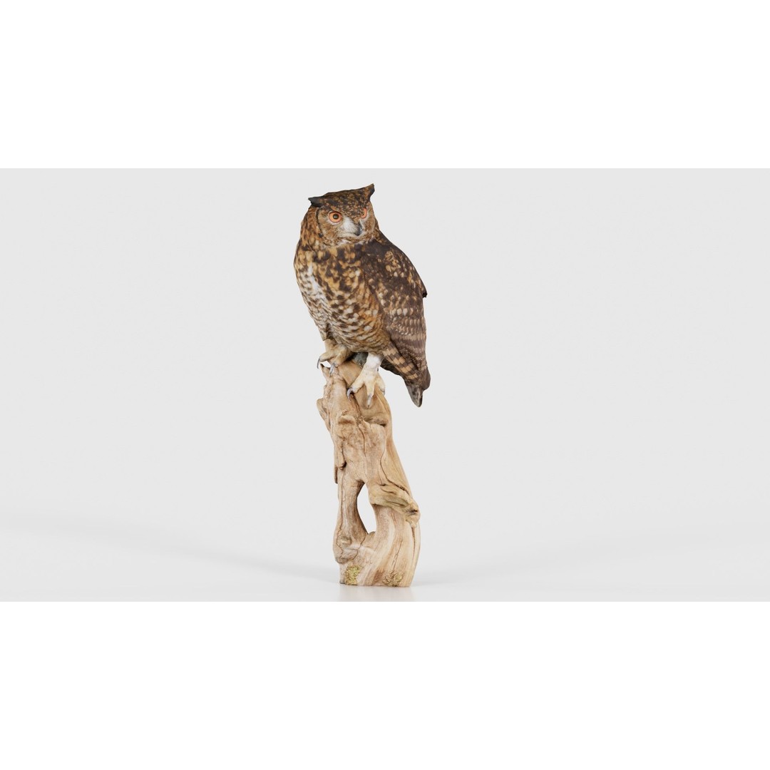 Cape Eagle Owl 3D Model – Low Poly Game Asset, FBX, PBR Textures - View 18