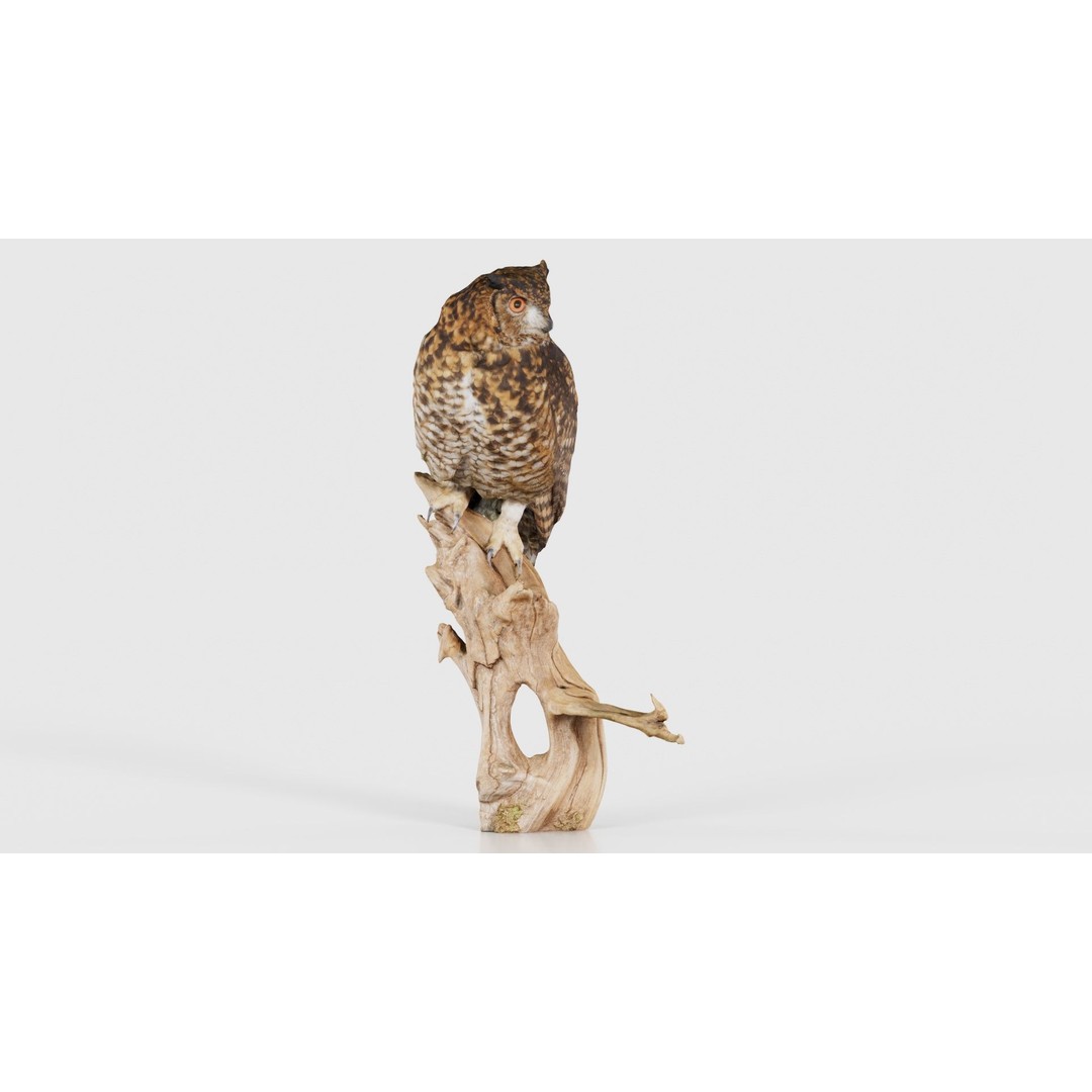 Cape Eagle Owl 3D Model – Low Poly Game Asset, FBX, PBR Textures - View 19