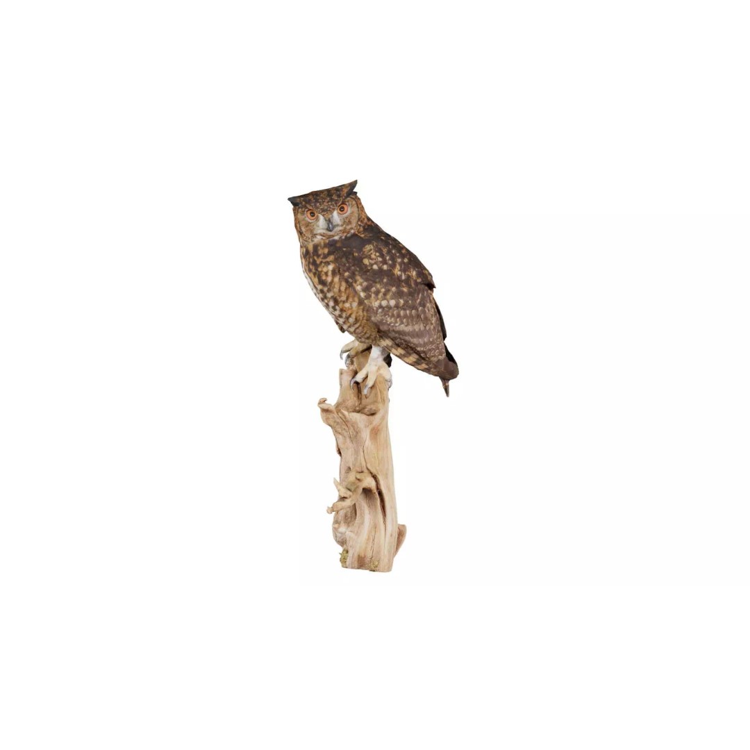 Cape Eagle Owl 3D Model – Low Poly Game Asset, FBX, PBR Textures - View 2