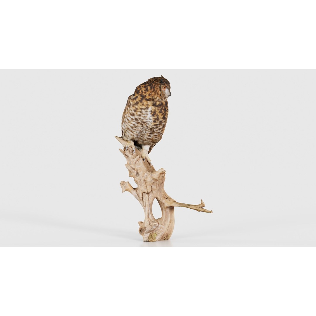 Cape Eagle Owl 3D Model – Low Poly Game Asset, FBX, PBR Textures - View 20