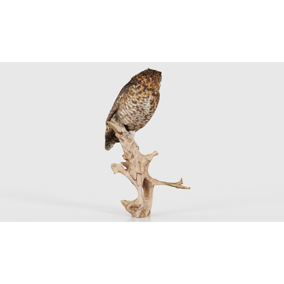 Cape Eagle Owl 3D Model – Low Poly Game Asset, FBX, PBR Textures - View 21