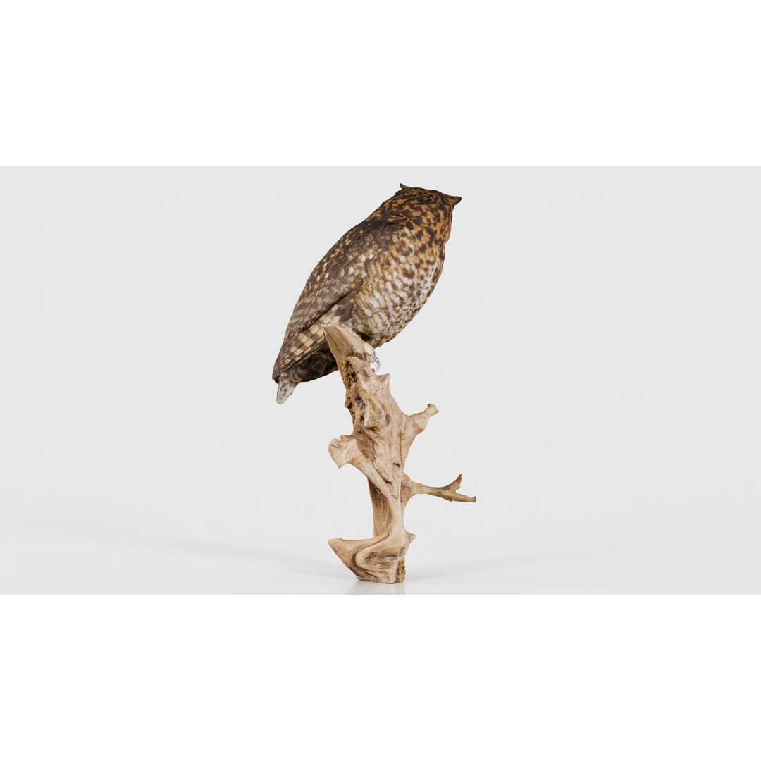 Cape Eagle Owl 3D Model – Low Poly Game Asset, FBX, PBR Textures - View 22