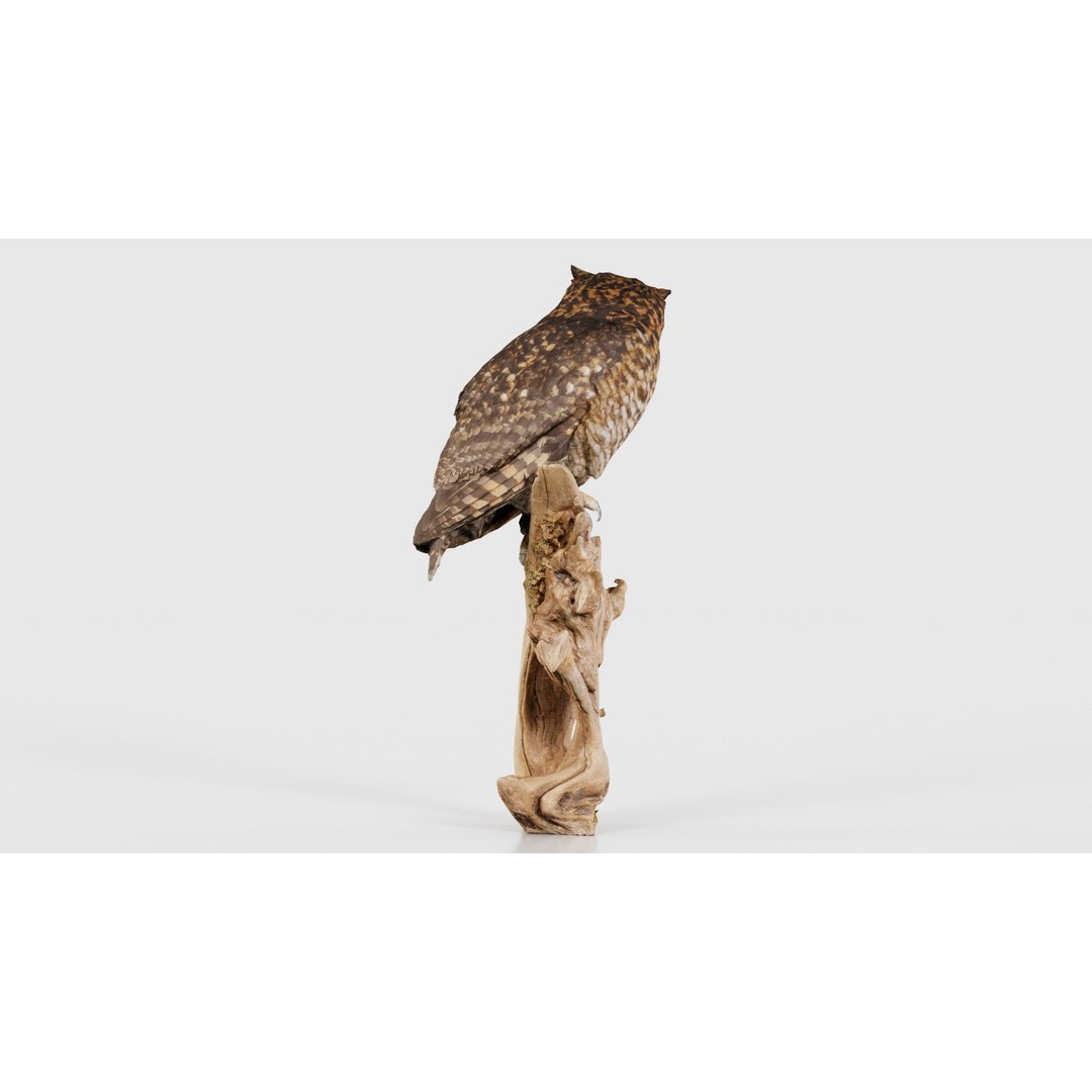 Cape Eagle Owl 3D Model – Low Poly Game Asset, FBX, PBR Textures - View 23