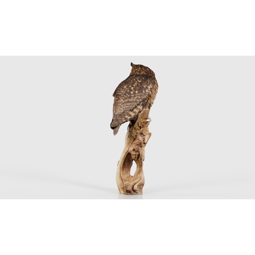 Cape Eagle Owl 3D Model – Low Poly Game Asset, FBX, PBR Textures - View 24