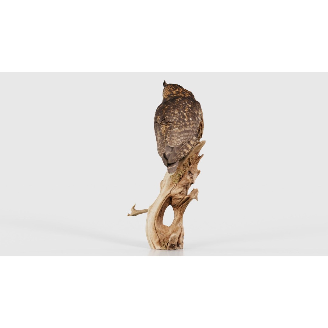 Cape Eagle Owl 3D Model – Low Poly Game Asset, FBX, PBR Textures - View 25