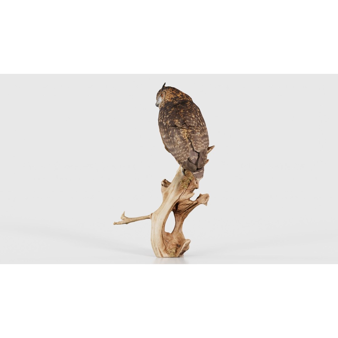 Cape Eagle Owl 3D Model – Low Poly Game Asset, FBX, PBR Textures - View 26