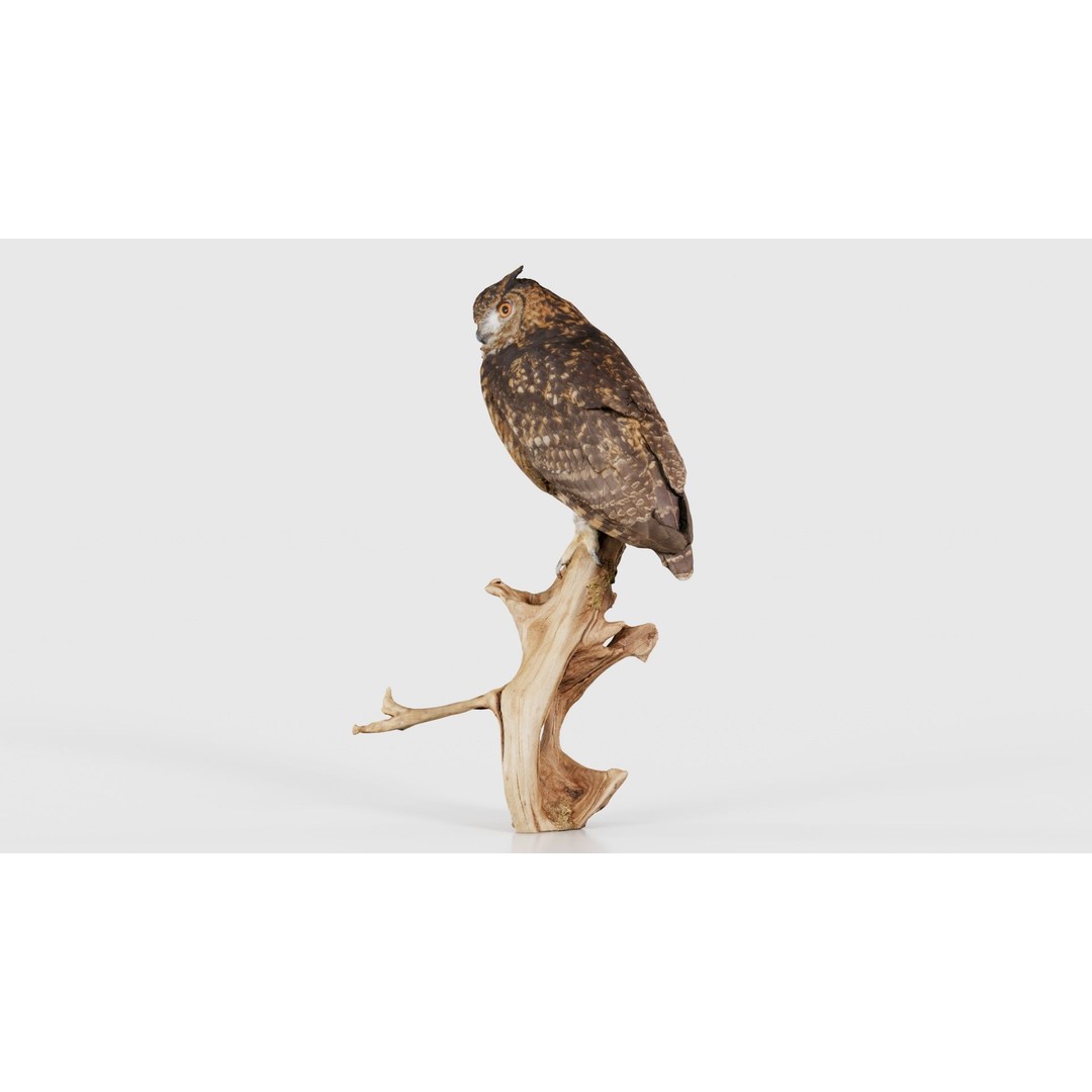 Cape Eagle Owl 3D Model – Low Poly Game Asset, FBX, PBR Textures - View 27