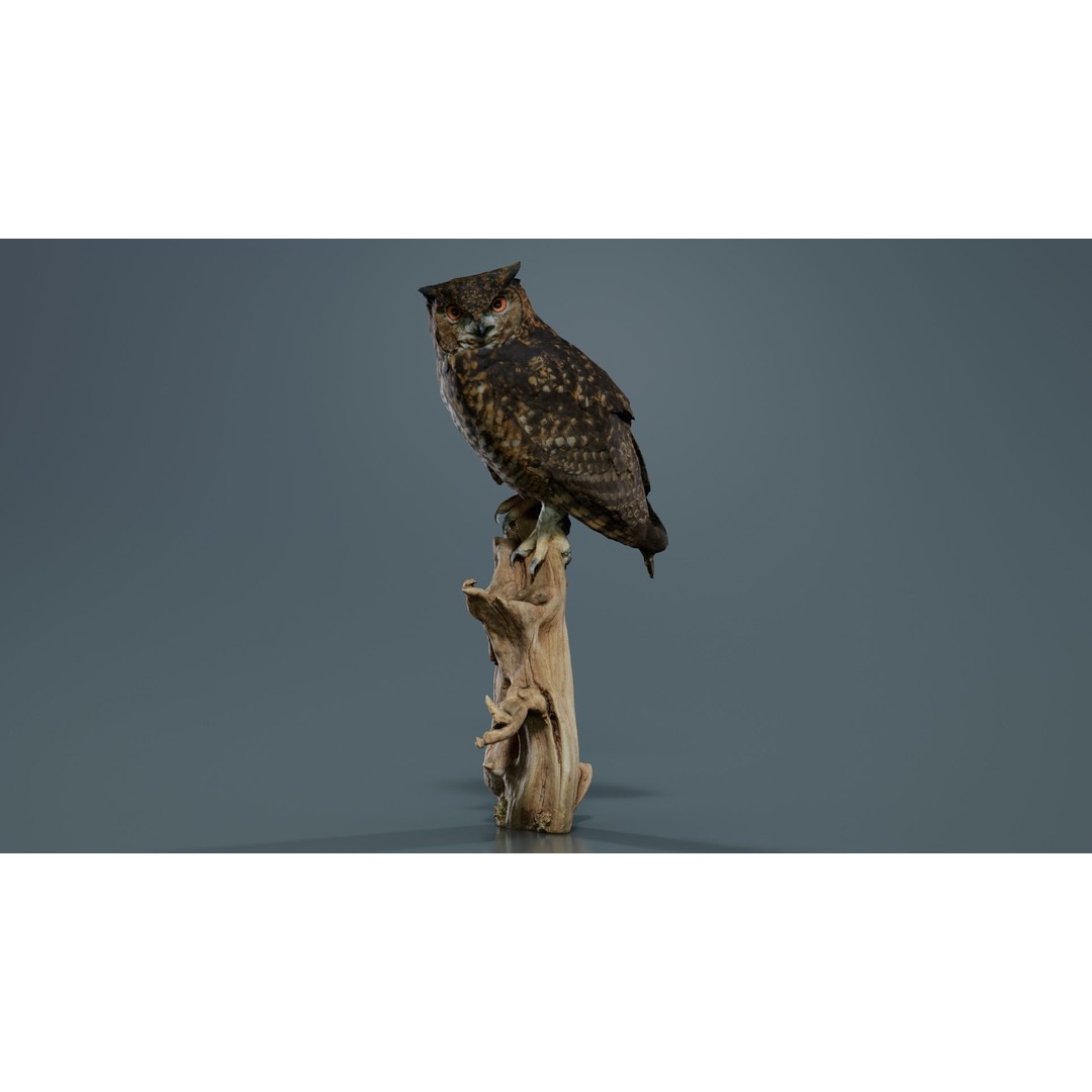 Cape Eagle Owl 3D Model – Low Poly Game Asset, FBX, PBR Textures - View 3