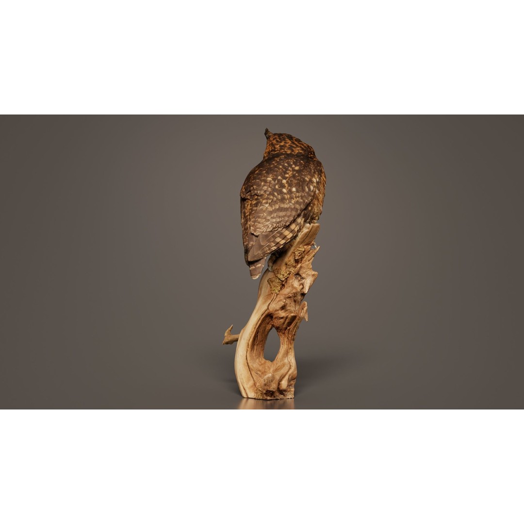 Cape Eagle Owl 3D Model – Low Poly Game Asset, FBX, PBR Textures - View 4