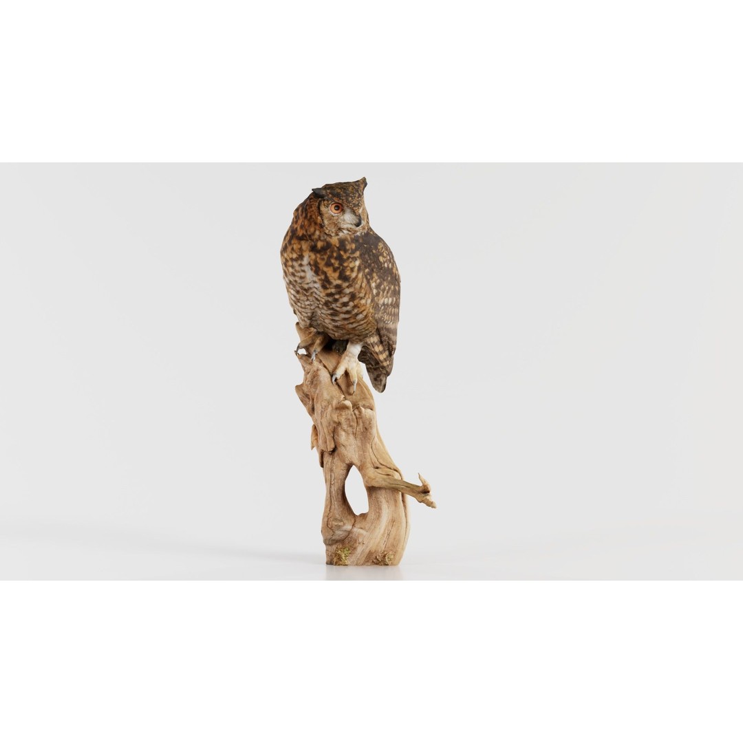 Cape Eagle Owl 3D Model – Low Poly Game Asset, FBX, PBR Textures - View 5