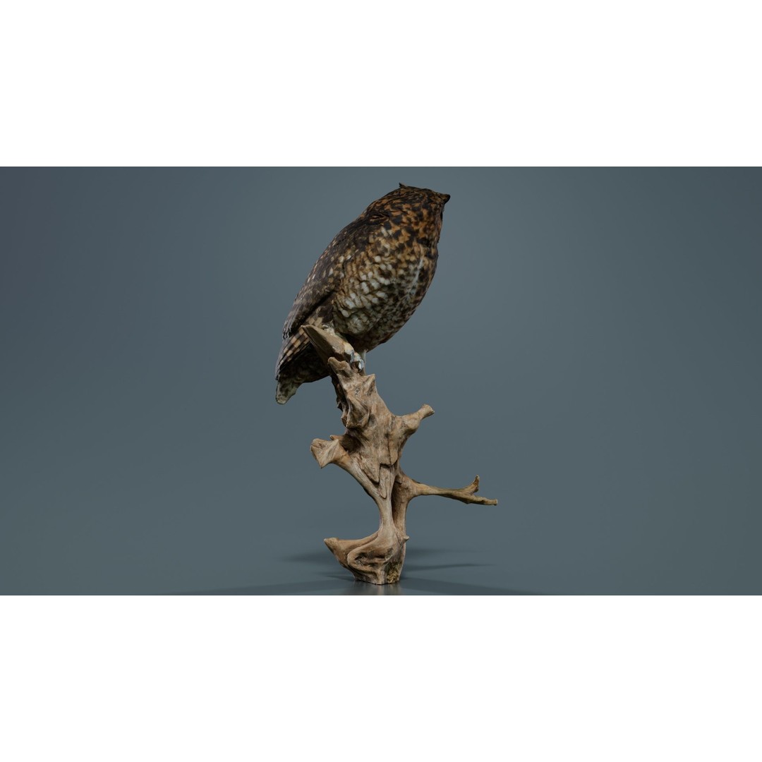 Cape Eagle Owl 3D Model – Low Poly Game Asset, FBX, PBR Textures - View 6