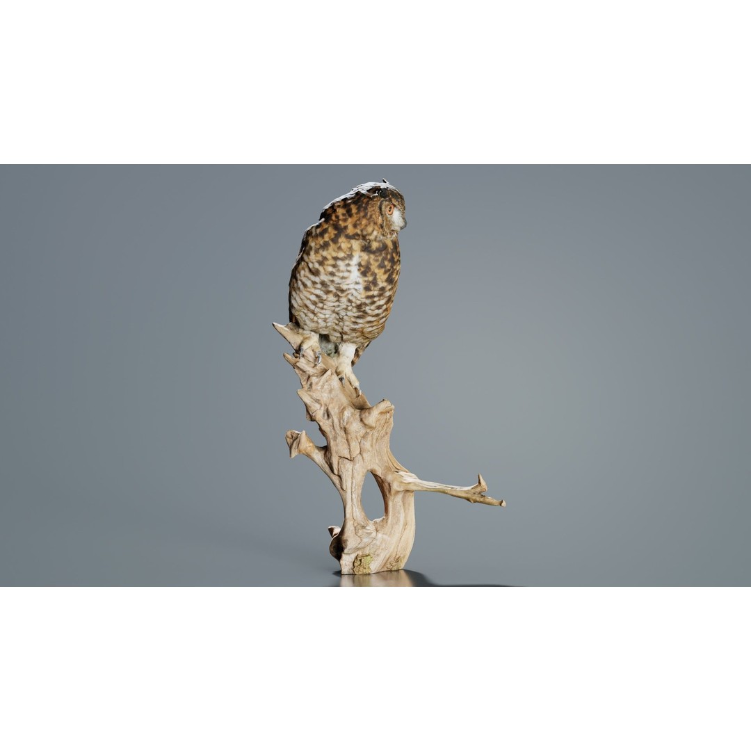 Cape Eagle Owl 3D Model – Low Poly Game Asset, FBX, PBR Textures - View 7