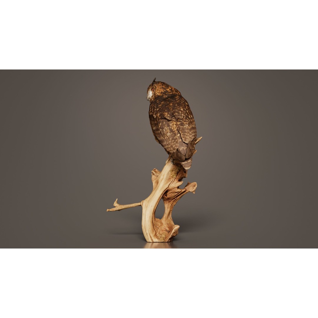 Cape Eagle Owl 3D Model – Low Poly Game Asset, FBX, PBR Textures - View 8