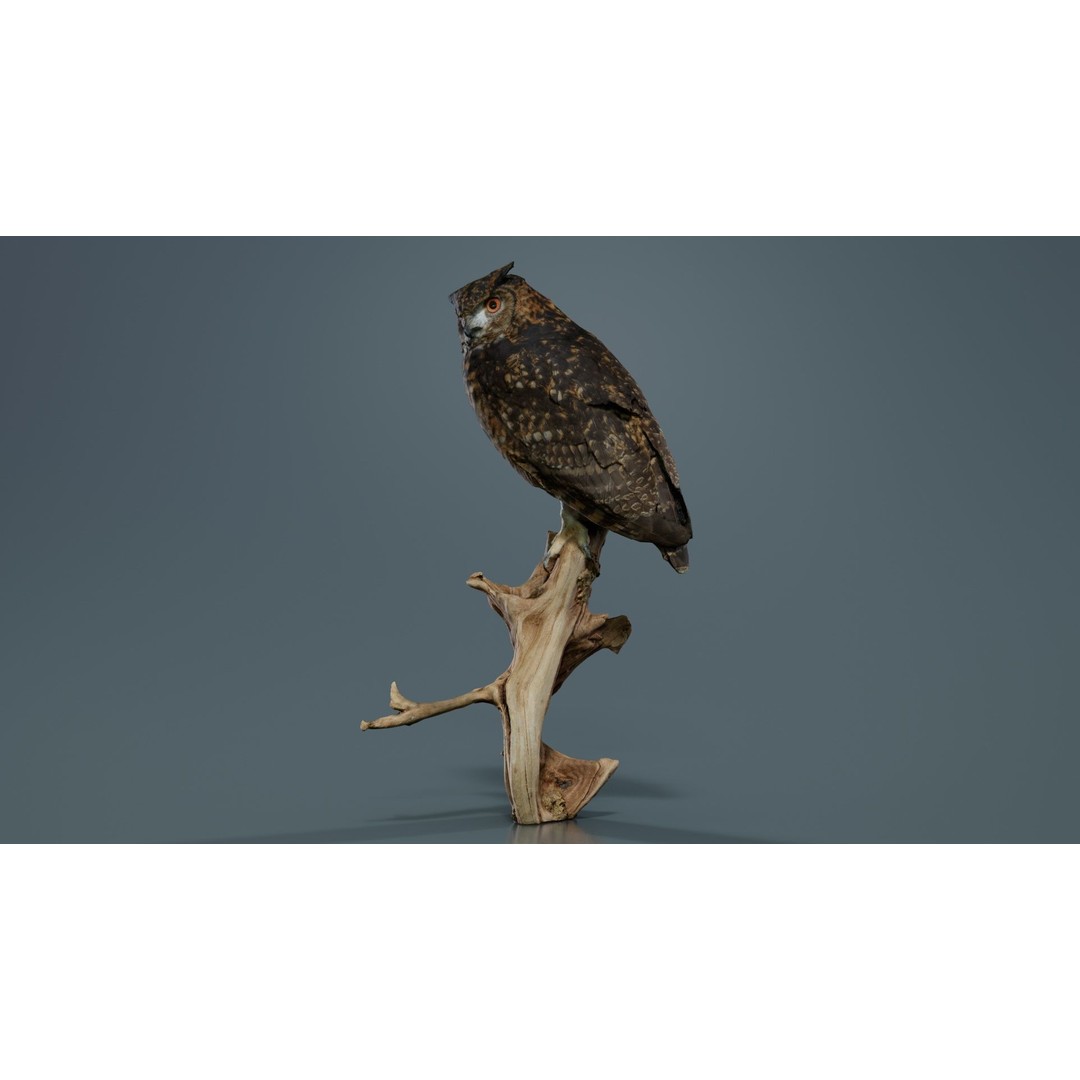 Cape Eagle Owl 3D Model – Low Poly Game Asset, FBX, PBR Textures - View 9