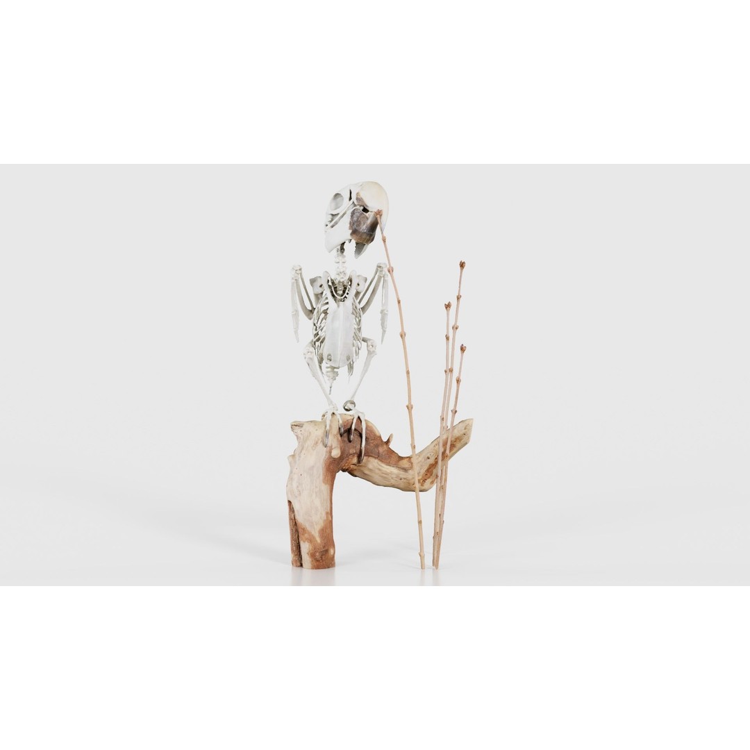 Parrot Skeleton 3D Model – Low Poly Animal Asset, FBX, Blender