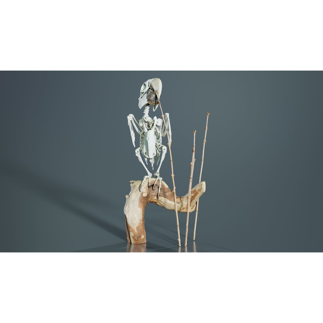 Parrot Skeleton 3D Model – Low Poly Animal Asset, FBX, Blender - View 10