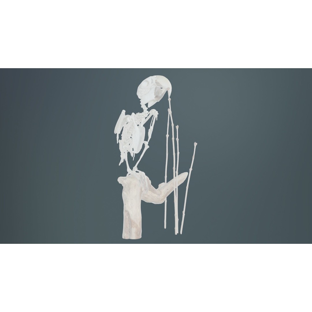 Parrot Skeleton 3D Model – Low Poly Animal Asset, FBX, Blender - View 11