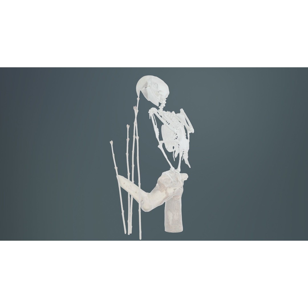 Parrot Skeleton 3D Model – Low Poly Animal Asset, FBX, Blender - View 12