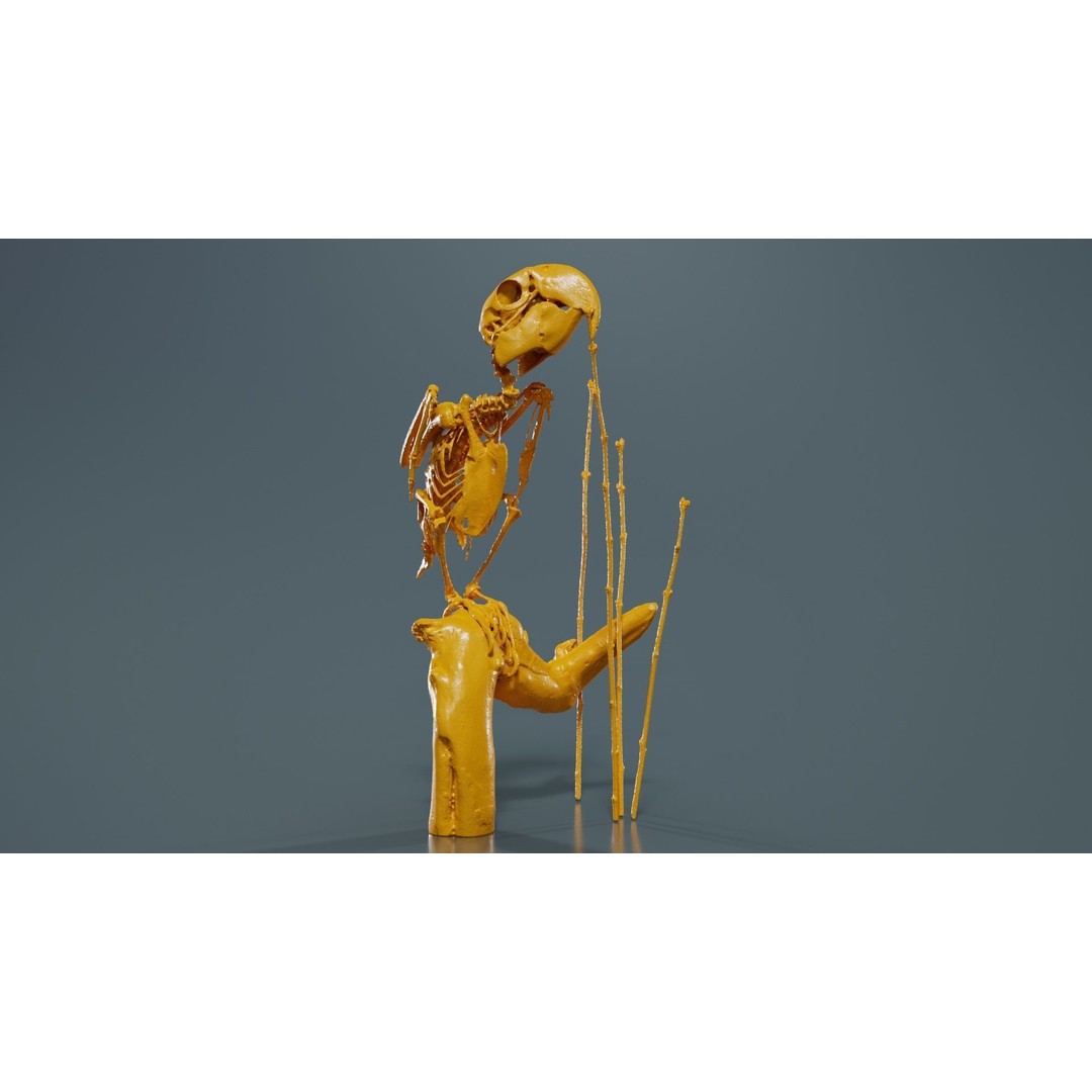 Parrot Skeleton 3D Model – Low Poly Animal Asset, FBX, Blender - View 14
