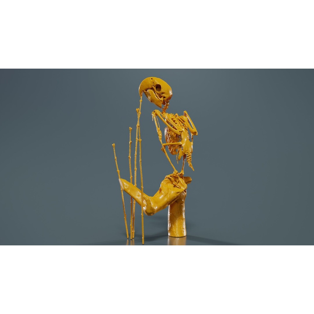 Parrot Skeleton 3D Model – Low Poly Animal Asset, FBX, Blender - View 15