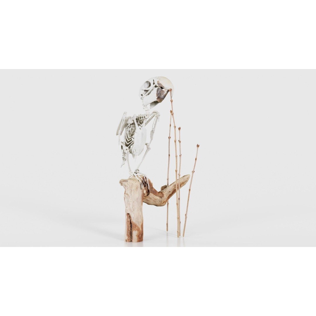 Parrot Skeleton 3D Model – Low Poly Animal Asset, FBX, Blender - View 17