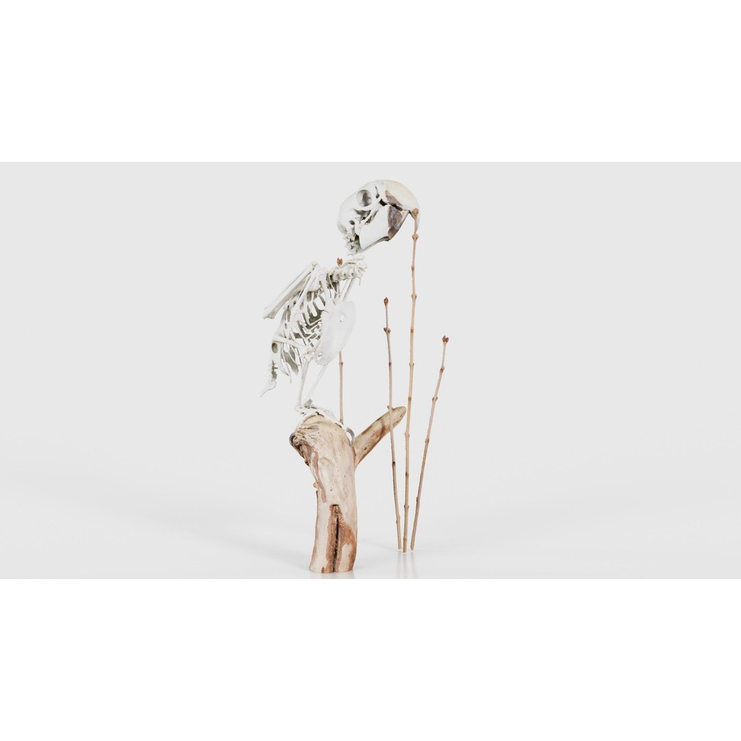 Parrot Skeleton 3D Model – Low Poly Animal Asset, FBX, Blender - View 18