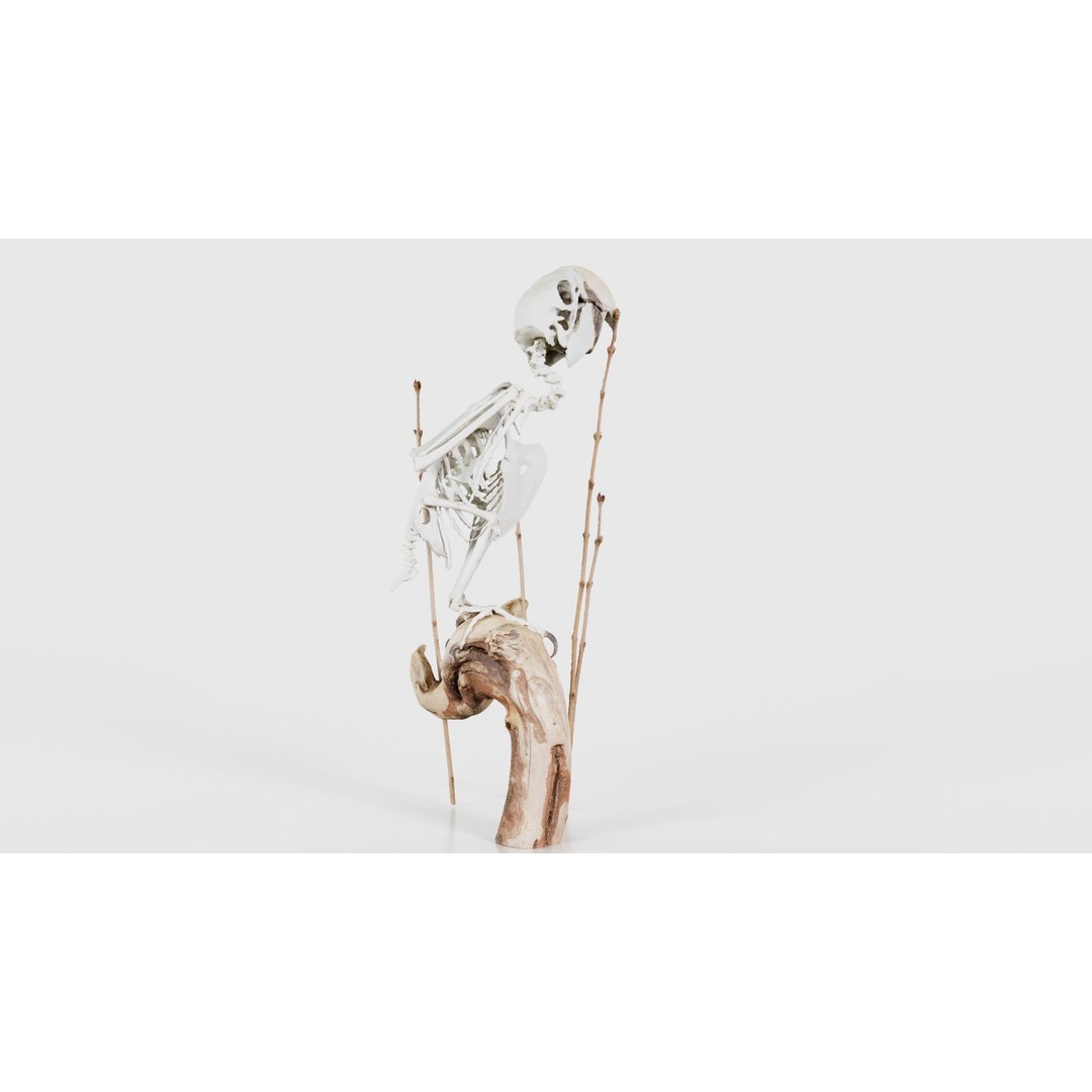 Parrot Skeleton 3D Model – Low Poly Animal Asset, FBX, Blender - View 19