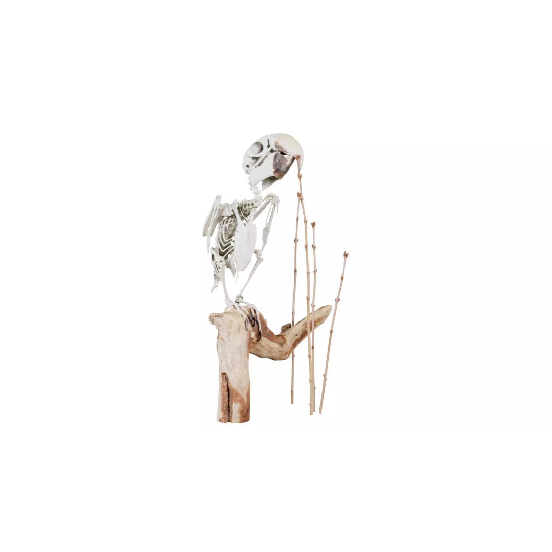 Parrot Skeleton 3D Model – Low Poly Animal Asset, FBX, Blender - View 2