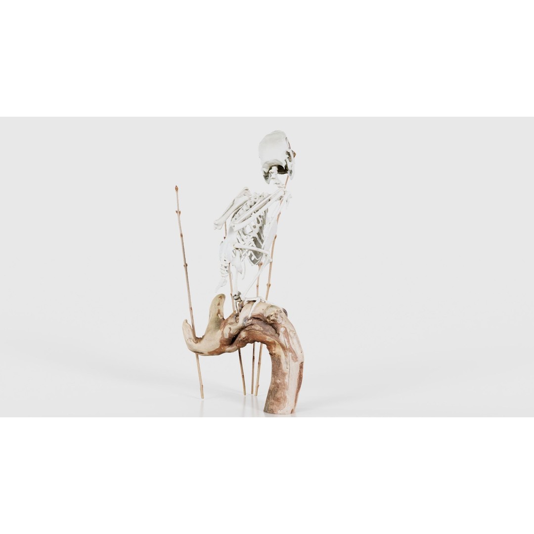 Parrot Skeleton 3D Model – Low Poly Animal Asset, FBX, Blender - View 20