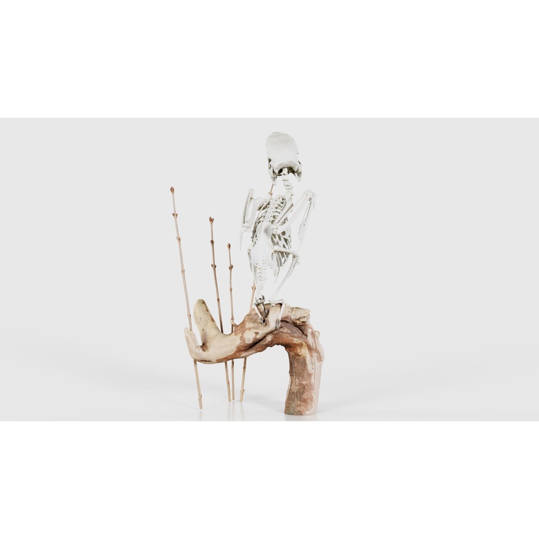 Parrot Skeleton 3D Model – Low Poly Animal Asset, FBX, Blender - View 21