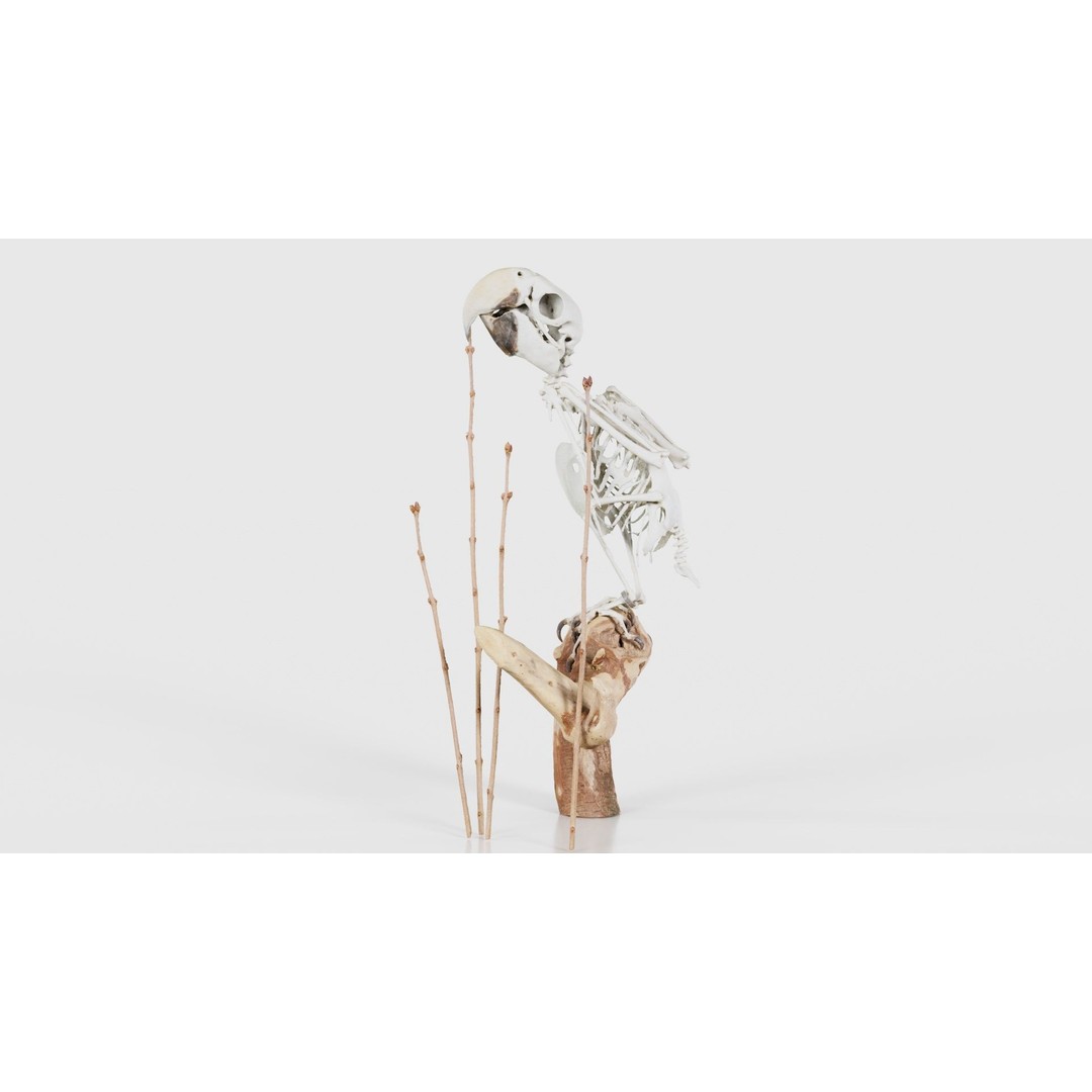 Parrot Skeleton 3D Model – Low Poly Animal Asset, FBX, Blender - View 24