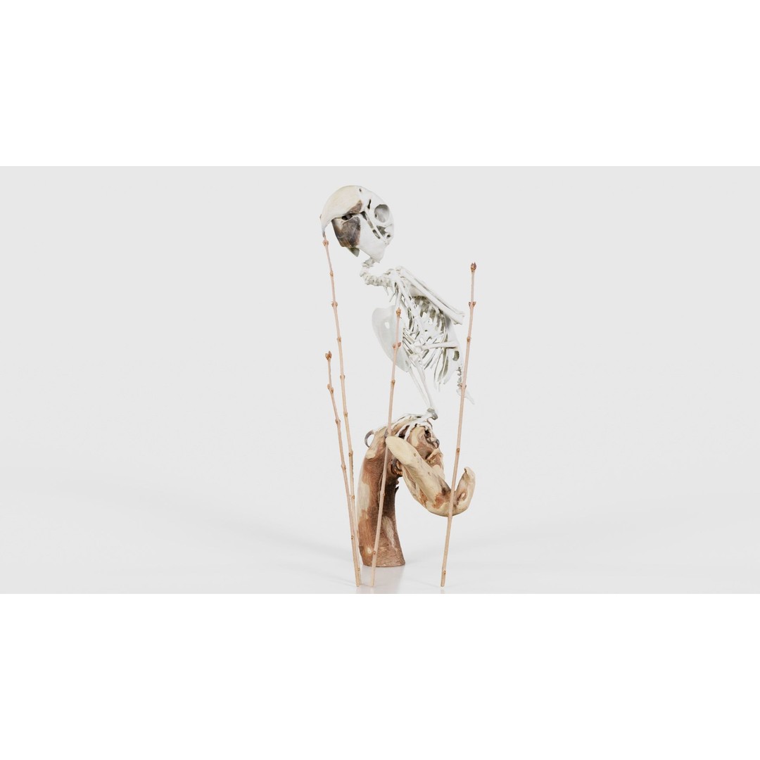 Parrot Skeleton 3D Model – Low Poly Animal Asset, FBX, Blender - View 25
