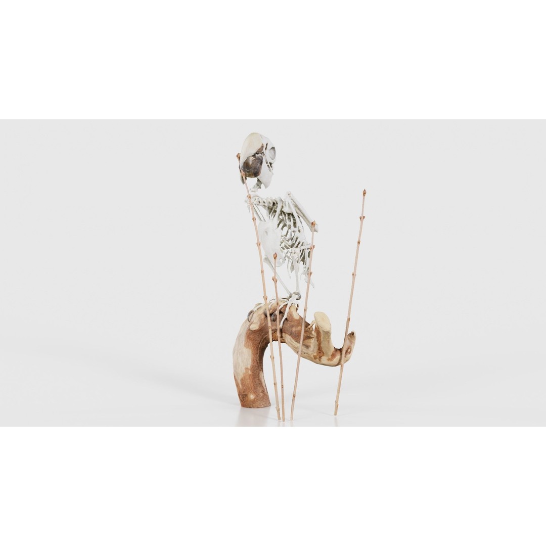 Parrot Skeleton 3D Model – Low Poly Animal Asset, FBX, Blender - View 26