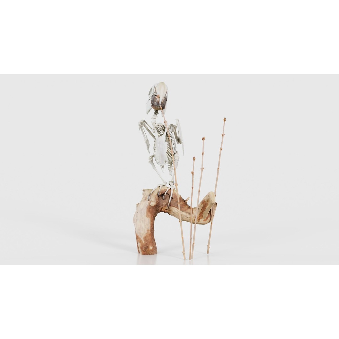 Parrot Skeleton 3D Model – Low Poly Animal Asset, FBX, Blender - View 27