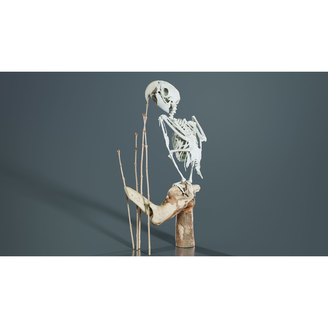 Parrot Skeleton 3D Model – Low Poly Animal Asset, FBX, Blender - View 3