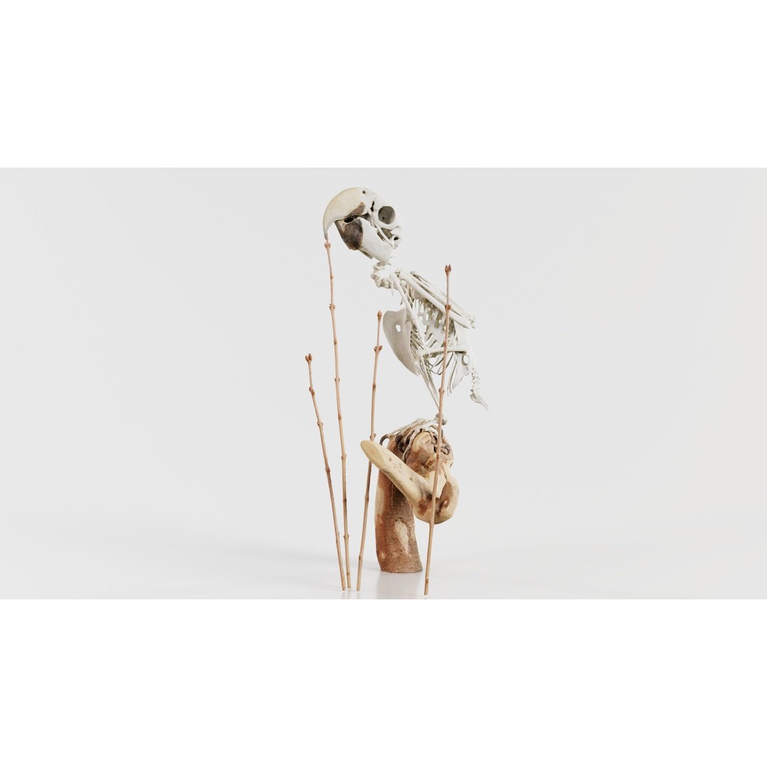 Parrot Skeleton 3D Model – Low Poly Animal Asset, FBX, Blender - View 4
