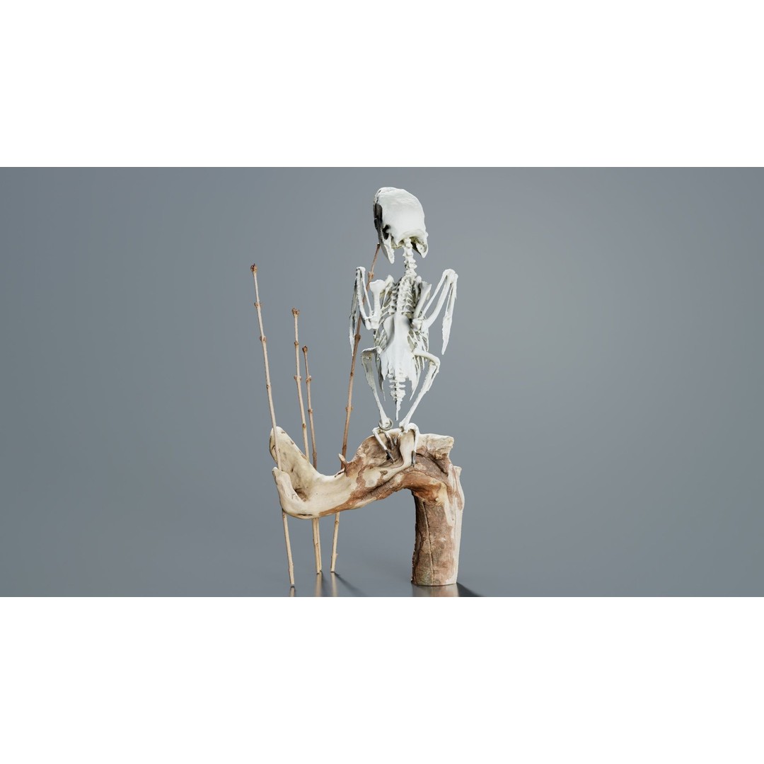 Parrot Skeleton 3D Model – Low Poly Animal Asset, FBX, Blender - View 5