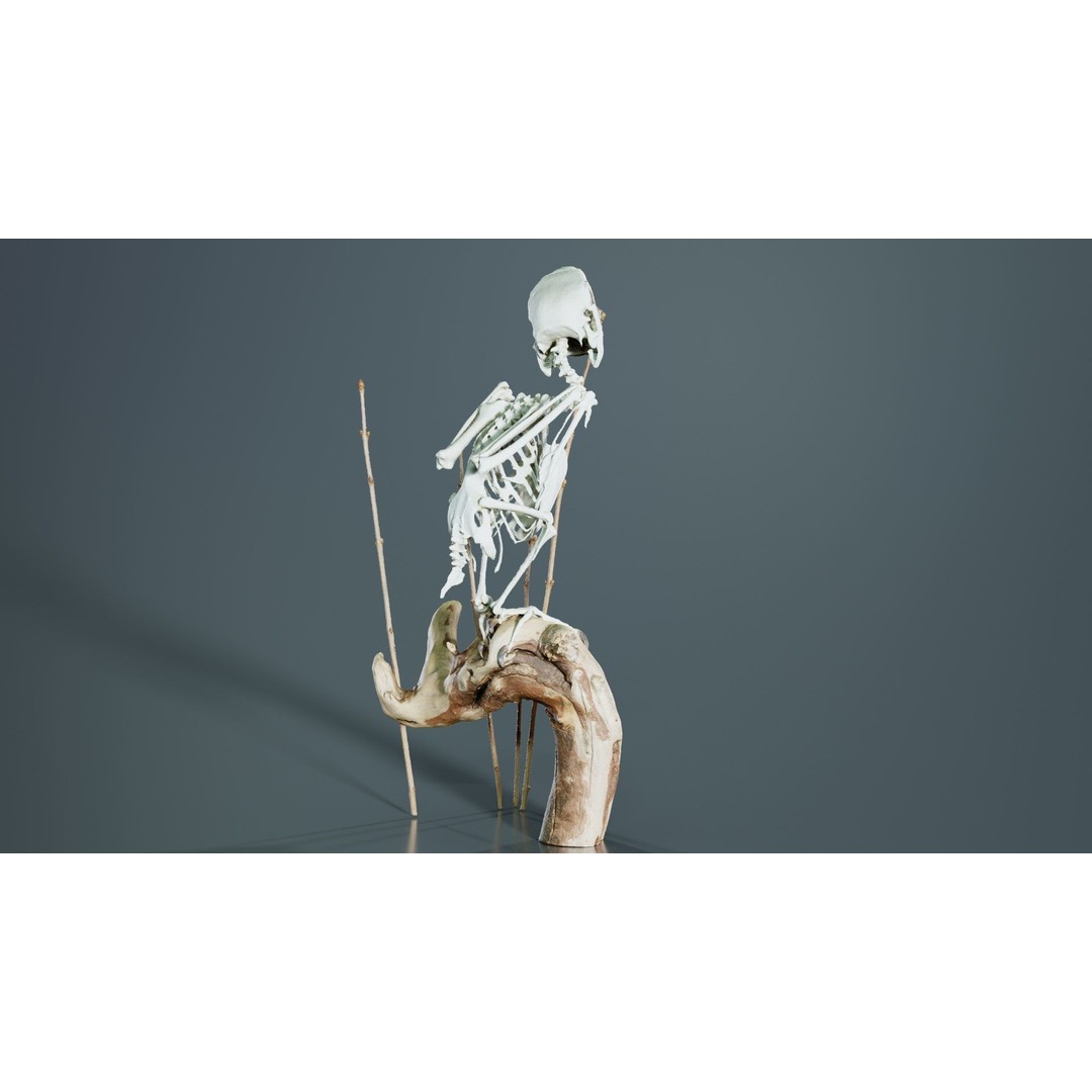 Parrot Skeleton 3D Model – Low Poly Animal Asset, FBX, Blender - View 6