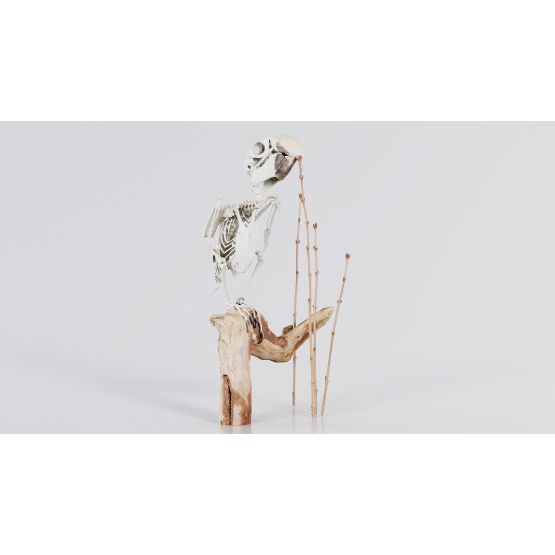 Parrot Skeleton 3D Model – Low Poly Animal Asset, FBX, Blender - View 7