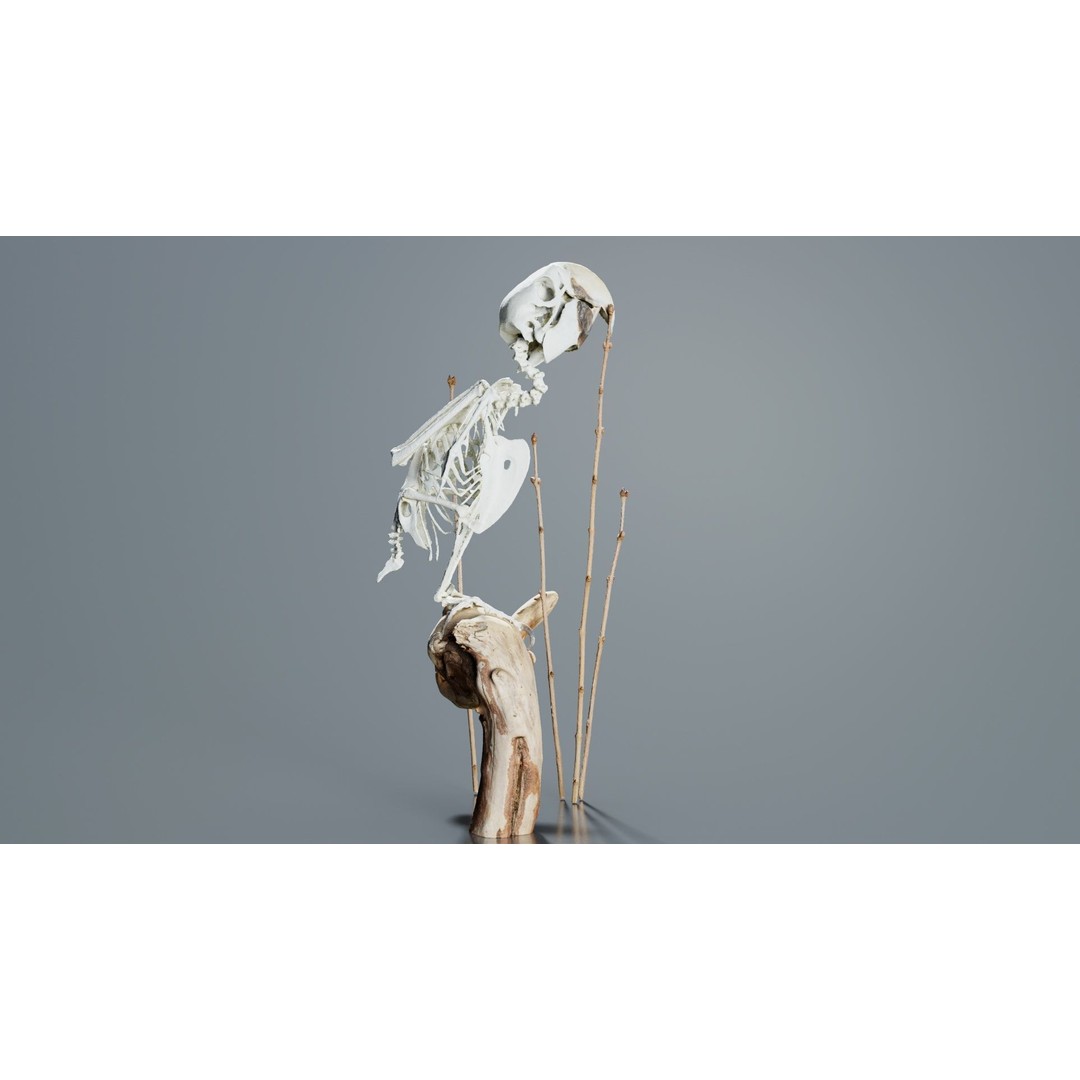 Parrot Skeleton 3D Model – Low Poly Animal Asset, FBX, Blender - View 8