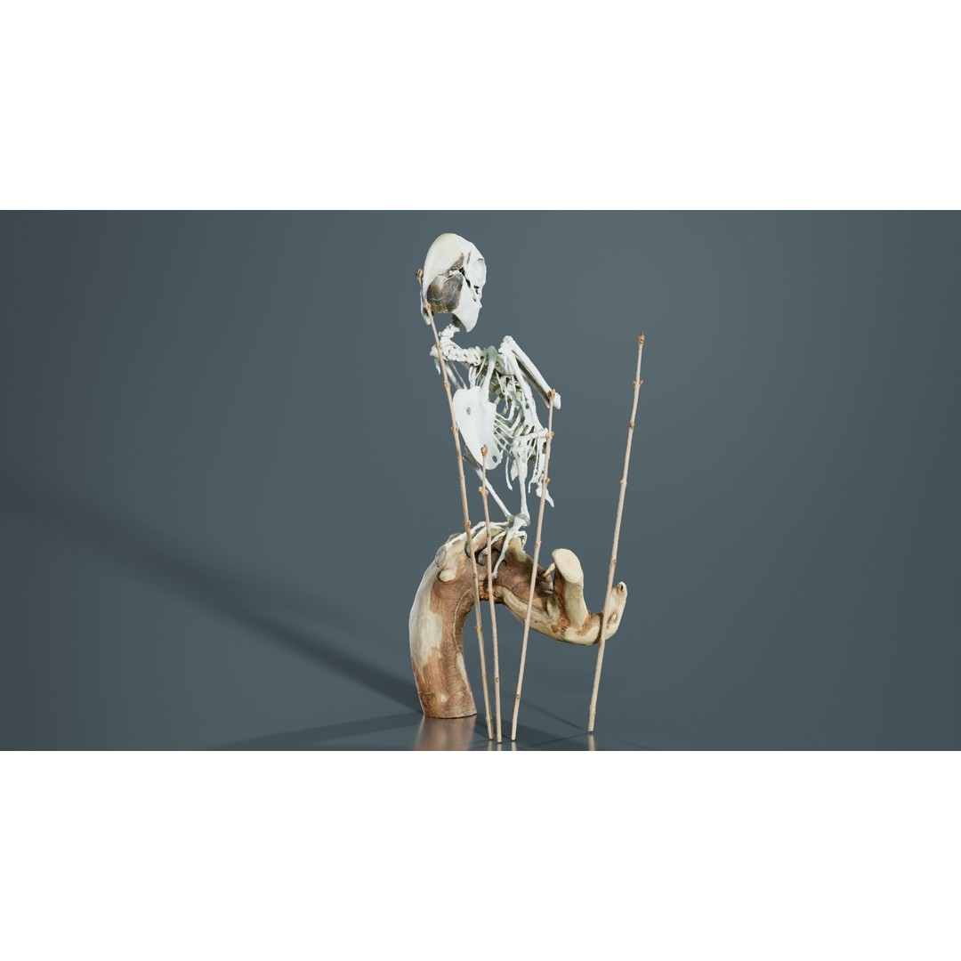 Parrot Skeleton 3D Model – Low Poly Animal Asset, FBX, Blender - View 9