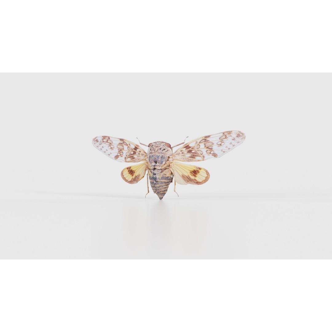 Platypleura Fulvigera 3D Model – Low Poly Insect Asset, FBX, PBR