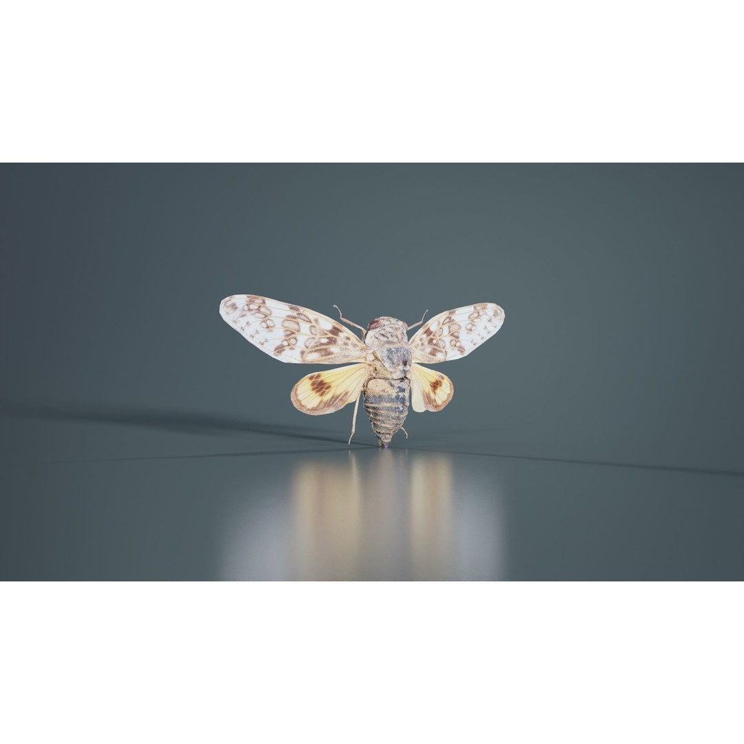 Platypleura Fulvigera 3D Model – Low Poly Insect Asset, FBX, PBR - View 10