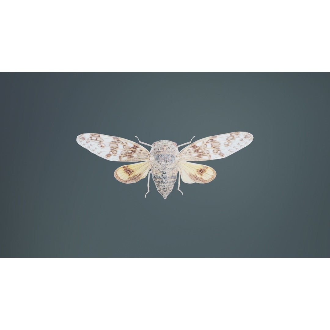 Platypleura Fulvigera 3D Model – Low Poly Insect Asset, FBX, PBR - View 11