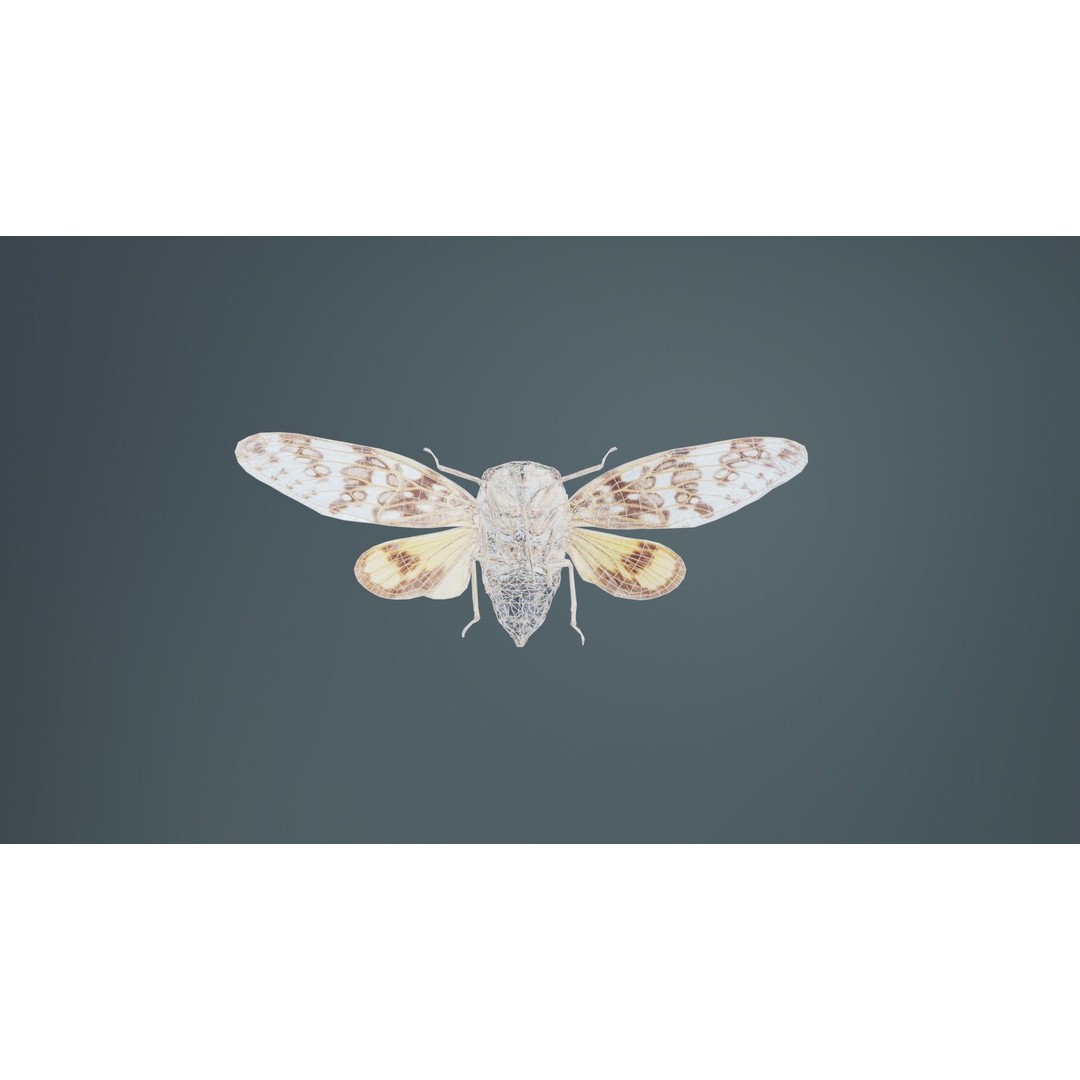 Platypleura Fulvigera 3D Model – Low Poly Insect Asset, FBX, PBR - View 12