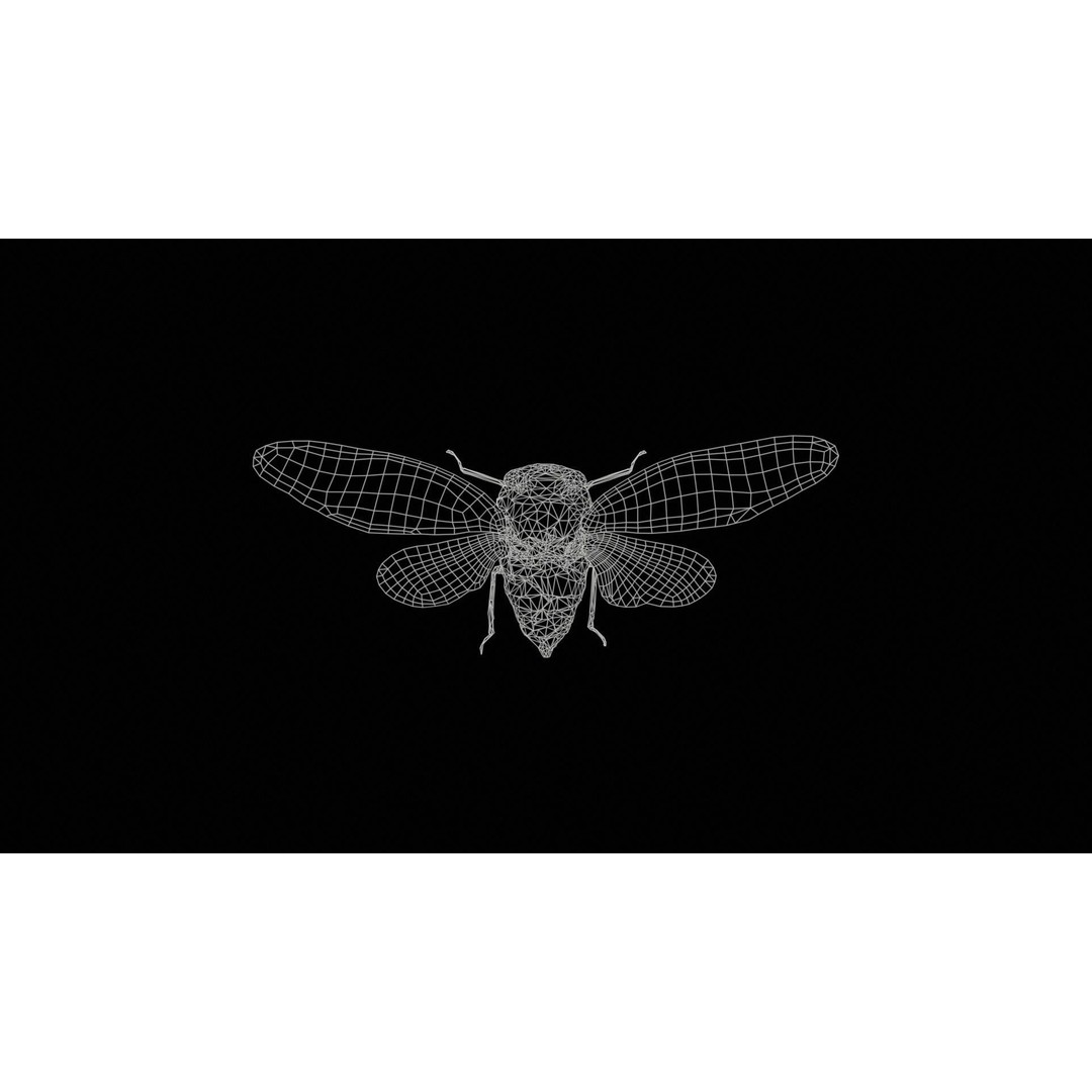 Platypleura Fulvigera 3D Model – Low Poly Insect Asset, FBX, PBR - View 13