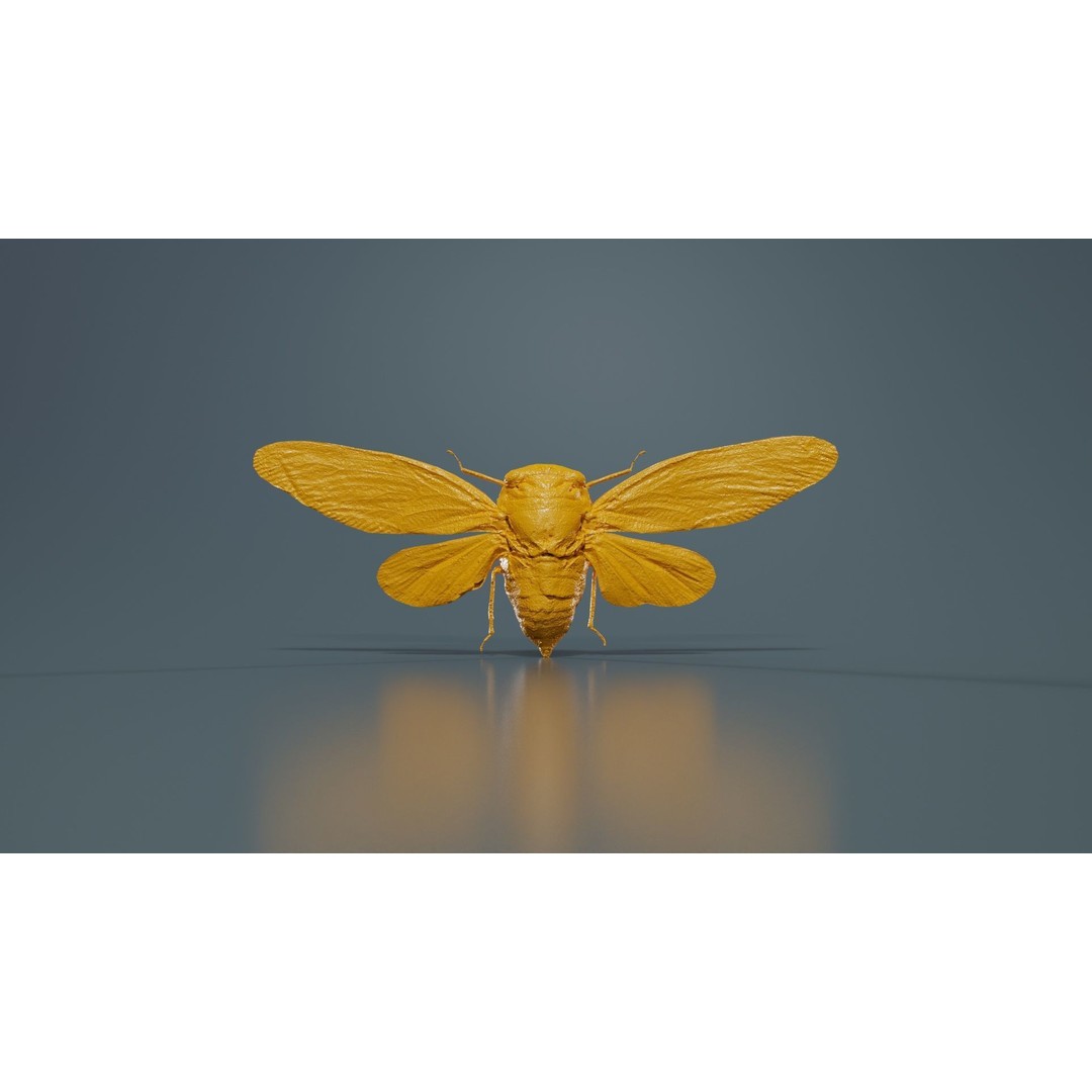 Platypleura Fulvigera 3D Model – Low Poly Insect Asset, FBX, PBR - View 14