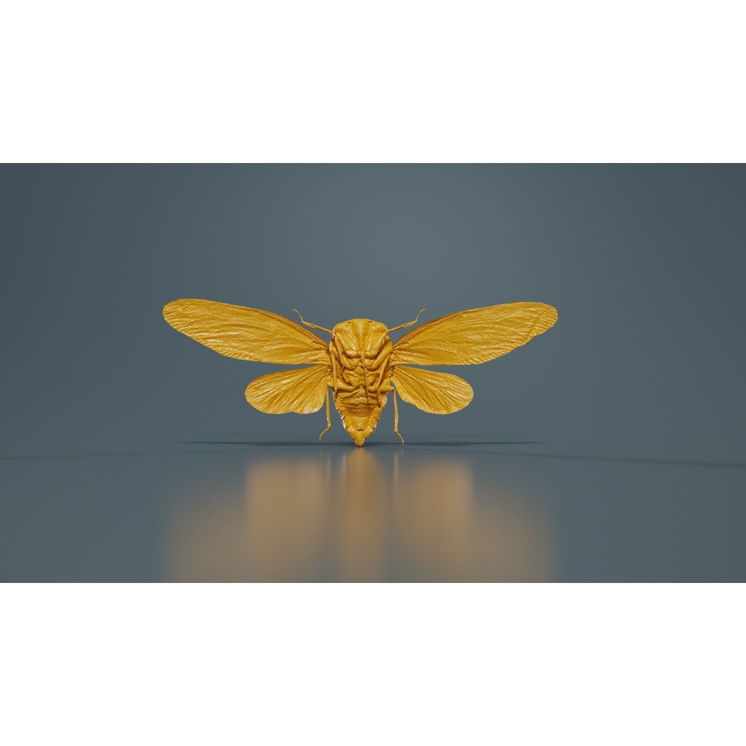 Platypleura Fulvigera 3D Model – Low Poly Insect Asset, FBX, PBR - View 15