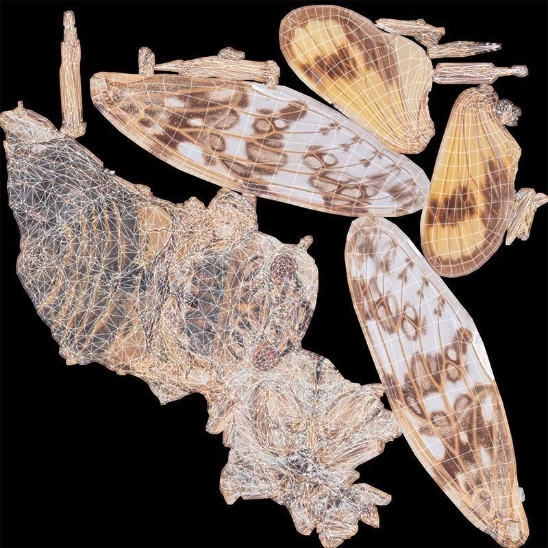 Platypleura Fulvigera 3D Model – Low Poly Insect Asset, FBX, PBR - View 16