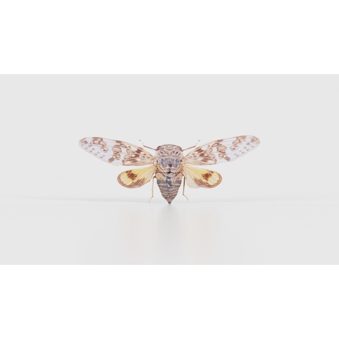 Platypleura Fulvigera 3D Model – Low Poly Insect Asset, FBX, PBR - View 17